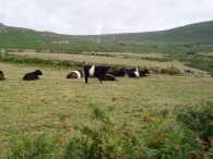 Belted Galloway Cows