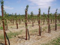 Orchard, nr Boyden Gate