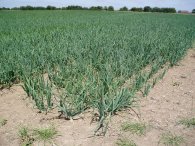 An Onion Field