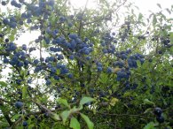 Sloes