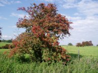 Hawthorn Berries