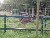 An Ostrich