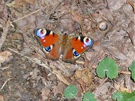 Peacock Butterfly