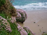 Thrift, Watergate Bay