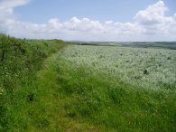 Field, nr Treringey