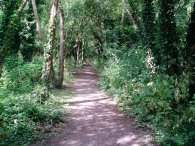 Woodland Nr Warden Point