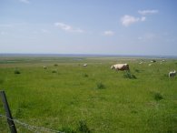 View towards The Swale