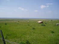 View towards The Swale