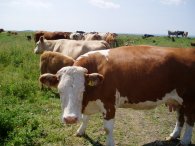 Cows on the path