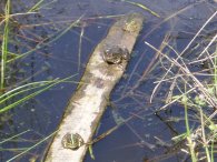 Marsh Frogs