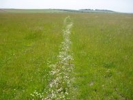 Harty Marshes