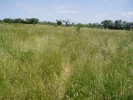 Field Nr Harty Church