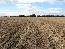 Fields nr St Lawrence