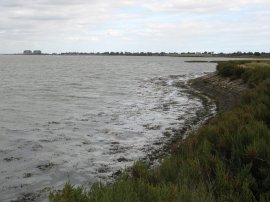 Blackwater Estuary