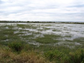 IThe new Salt Marsh at High Tide