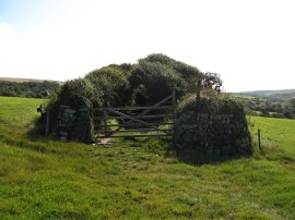 Field nr Cubert