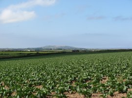 Fields nr Perranwell