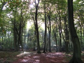 Beech Trees