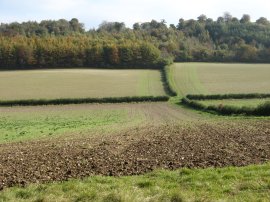 Heading towards Hampdenleaf Wood