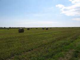 Fields nr Winchelsea