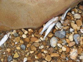 Fish on the beach, Fairlight Glen
