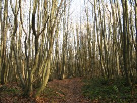 Coldham Wood