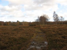 Hothfield Common