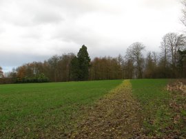 Approaching Worten Wood