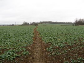 Fields nr Ashford