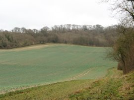 Heading towards Beech Wood, Wye