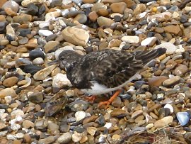 Turnstone