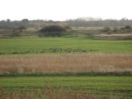 Brent Geese