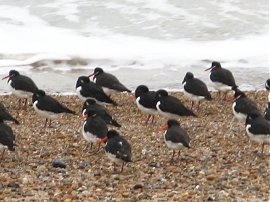 Oystercatchers