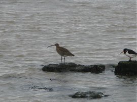 Curlew