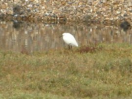 Little Egret