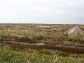 Shellfish hatchery beds