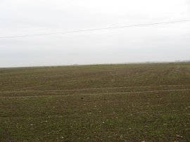 Open fields nr Reculver