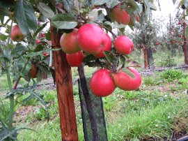 Apples