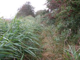 Footpath towards Chitty