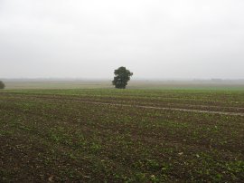 View over Chislet Marshes