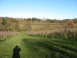 View back to Harbledown