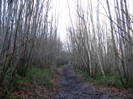 Bigbury Woods