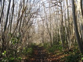 Bigbury Woods