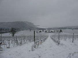 Denbies Vineyard