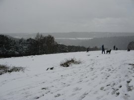 Ascending Juniper Top