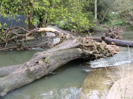 Stepping Stones, River Mole