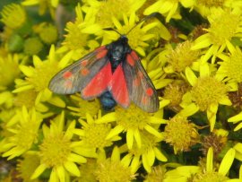 Cinnabar Moth