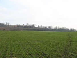 Field nr Hooks Marsh