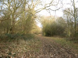 Galleyhill Woods