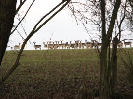 Deer nr Galleyhill Wood
